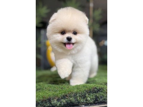 Beyaz puf bebek pomeranian