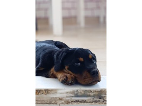 A şecereli dişi rottweiler