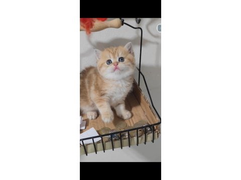 British shorthair kedisi