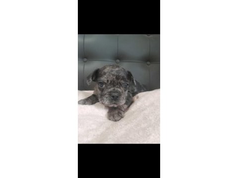 Blue merle french bulldog yavrum