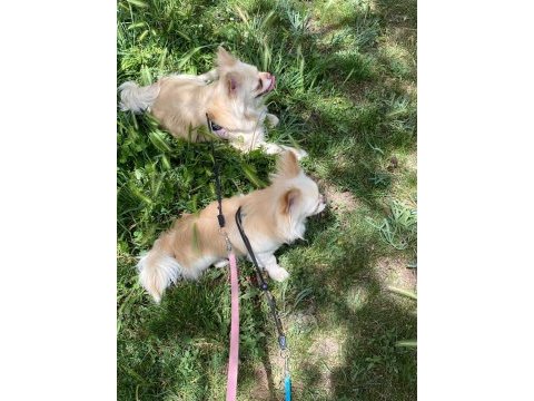 Chihuahua şivava evlatlarım yeni yuvasını arıyor