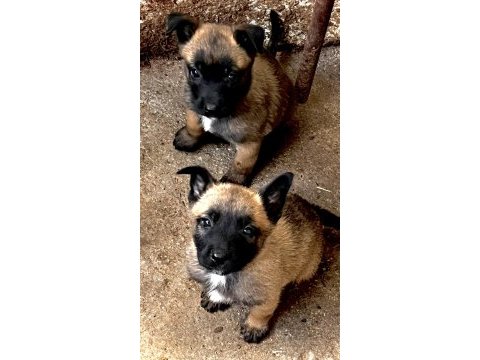 A++belgium malinois