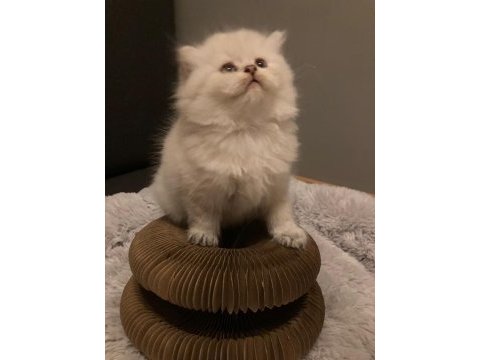 British longhair kedisi