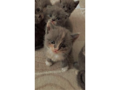 Scottish fold yavruları