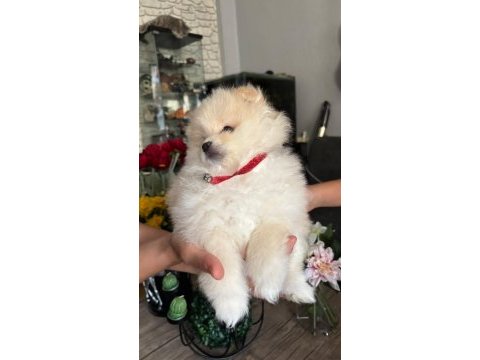 Pomeranian boo köpeği