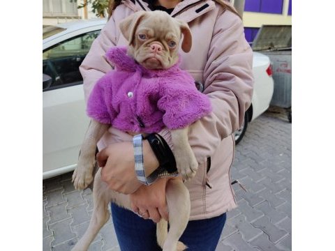 Pink pug dişi yavru