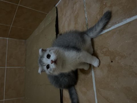 İki aylık british shorthair yavrularım sahiplendirecektir