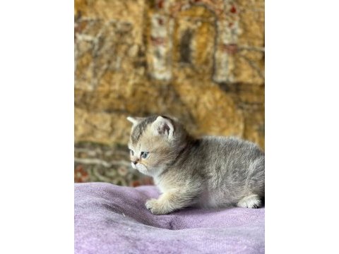 Full orjinal black golden british shorthair