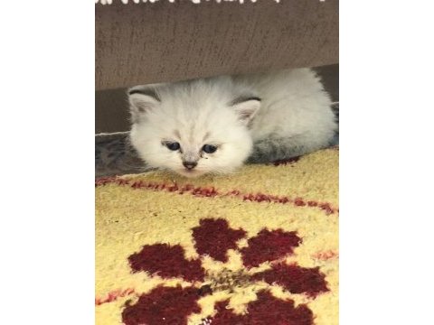 British shorthair yavrular