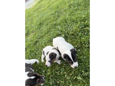 Jack russell orijinal kısa bacak kısa kuyruk