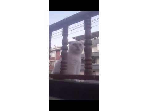 Ankara scottish fold