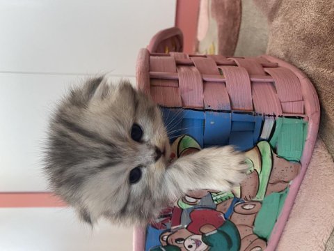 Sağlıklı 26 günlük bebeklerimiz scottish fold