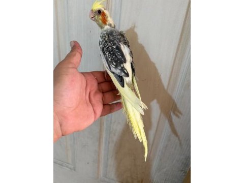 54 günlük kusursuz sultan bebek