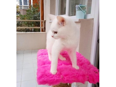 Erkek beyaz british shorthair 7 aylık uygun