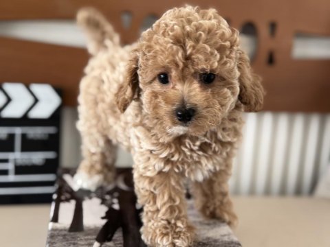Petmode köpek çiftliğinde ziyarete açık maltipoo
