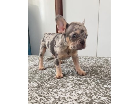 Ev bakımı french bulldog yavrularım