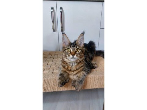 Ful secereli mainecoon unvanlı ebeveynlerden.