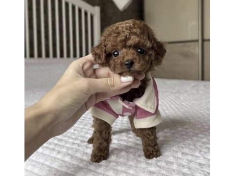 Toy poodle köpeği