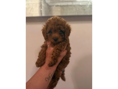 Kore toy poodle bebekler