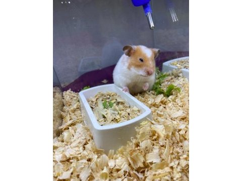 Hamster çitfligi antalya