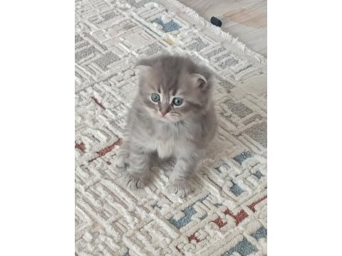 1.5 aylık 5tane yavru kedimiz