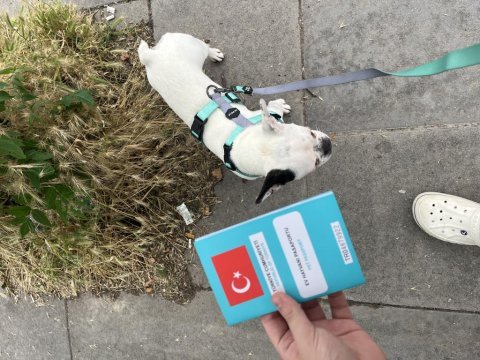 French bulldog aşıları tam kısırlaştırıldı