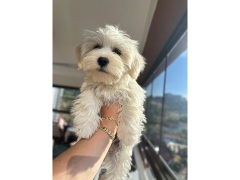 4 aylık erkek maltipoo yavrum tam çiş eğimli pede yapıyor