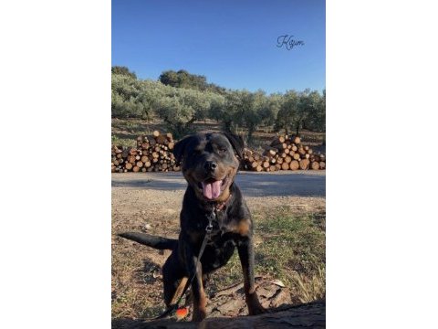Rottweiler uygun sahiplendirilecektir