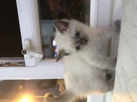British shorthair blue point yavrularımız safkan