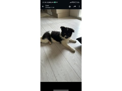 Border collie safkan ırk garantili