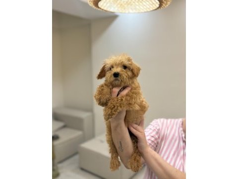 Maltipoo bebekler 
