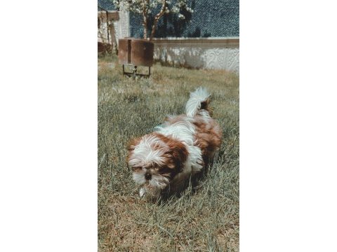 Irk sağlık garantili kimlikli bebek shih tzu