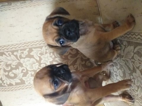 Pug mix dişi köpekler