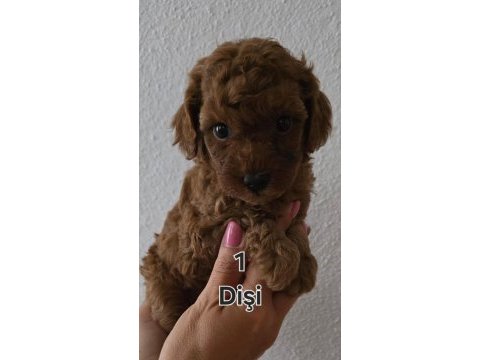 Toy poodle yavrularımıza yuva arıyoruz