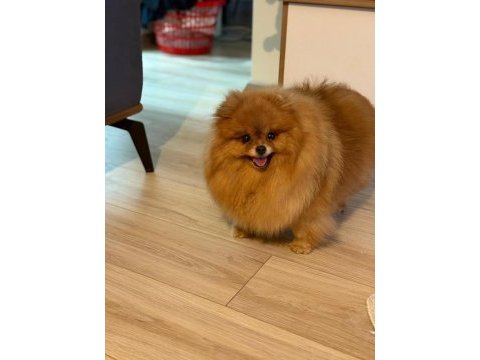 Pomeranian boo dişi (türkiyede daha iyisi yok)
