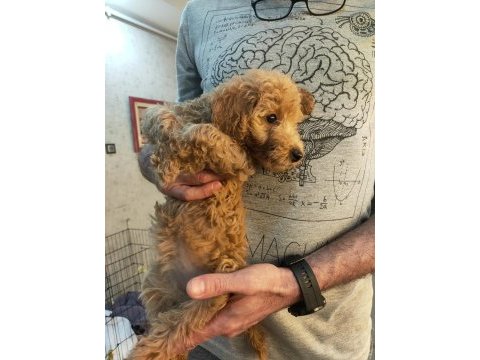 2 aylık poodle yavrularımız ailelerini arıyor