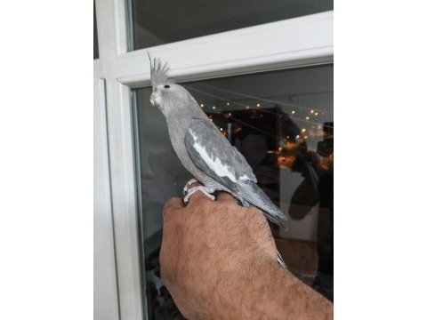 4 5 aylık sultanlar ele alışık