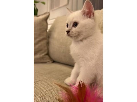 Orjinal safkan britishorthair yavrular