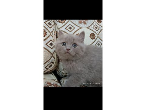 British shorthair yavrumuz