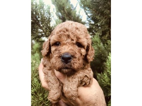 Red brown toy poodle