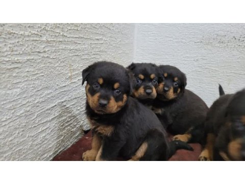Rottweiler yavrularımız ırk garantilidir