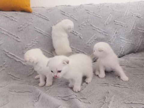 Sevimli kedilerimiz yeni yuvalarını arıyor