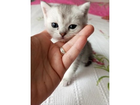 Ücretli sahiplendirilecek british shorthair