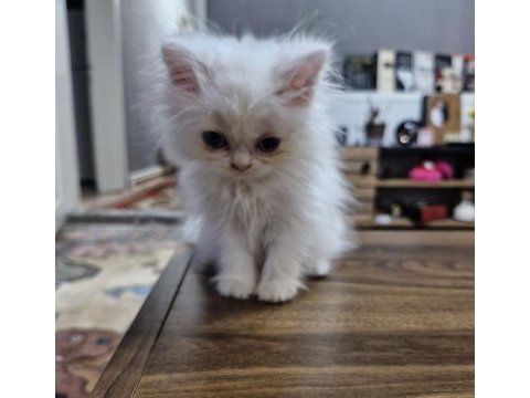 1.5 aylık british longhair erkek