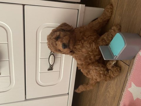 Toy poodle bebekler