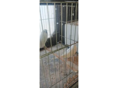 Takım muhabbet kuşları hazır eş