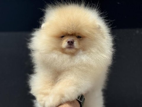 Show kalite wc eğitimli fcı export sçr li pomeranian