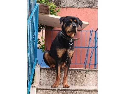 Rottweiler çocuklarla arası iyidir
