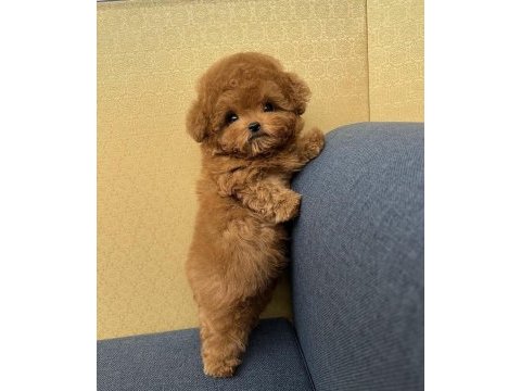 Orjinal maltipoo bebeklerimiz yeni evlerine gitmeye hazirlar