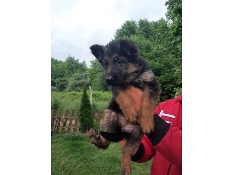 Şecereli aşılı dişi alman çoban köpeği yavruları
